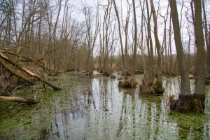 Siedlisko lęgowe gęgawy fot. K.Gajda