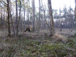 fot 1. wysychające torfowisko zarasta sosną fot P Cieniuch