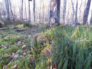 fot 2. widłak i bagno zwyczajne na fragmencie torfowiska fot P Cieniuch