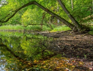 fot 3. wysychający zbiornik odsłania płyciznę fot K Gajda 3