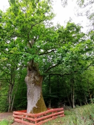 Dąb szypółkowy pomnik przyrody w Wilanowie fot. A.Szmatowicz