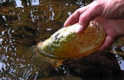 Szczeżuja wielka jez. Zieleniawe fot. N. Borkowska Wójcik