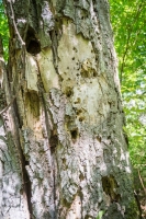 Martwe drewno ze śladami żerowania dzięciołów fot. Natalia Borkowska Wójcik