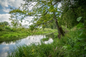 Rezerwat Przyrody Dolina Postomii w pełni lata fot. Natalia Borkowska Wójcik