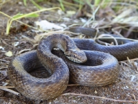 Gniewosz plamisty fot. P.Cieniuch