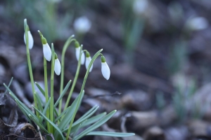 Kępka śnieżyczek przebiśniegów fot. Barbara Semkło