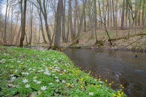 Zielony dywan złożony z zawilców gajowych i ziarnopłonów wiosennych fot. B. Semkło