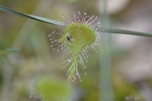 Rosiczka okrągłolistana wraz ze swoim posiłkiem fot. Barbara Semkło