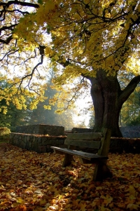 Fot.5. Park przy Zamku Joannitów. R. Orzechowski