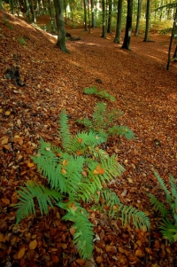 Fot 3.Rezerwat Nad Jeziorem Trześniowskim R. Orzechowski