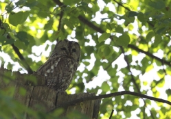 Puszczyk w Krzesińskim Parku Krajobrazowym fot. Gajda Krzysztof