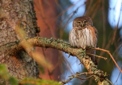 Sóweczka w Parku Krajobrazowym "Łuk Mużakowa" (fot. Grzegorz Jędro)