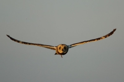 Uszatka błotna w PK Ujście Warty - fot. Grzegorz Jędro