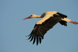 Bocian biały - zwiastun wiosny