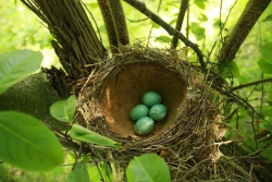 Gniazdo drozda śpiewaka