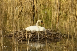 Łabędź niemy na gnieździe
