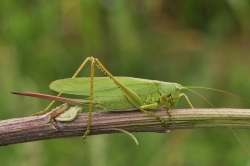 Pasikonik długopokładełkowy