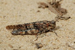 Przewężek błękitny