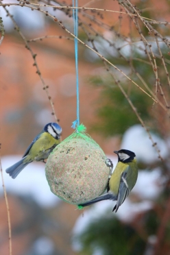 Bogatka po prawej i modraszka