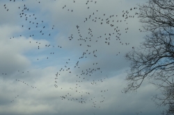 Migrujące gęsi w Przyborowie