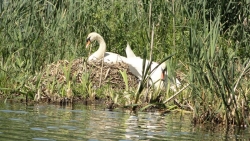 Okres budowy gniazda