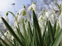 Śnieżyczka przebiśnieg