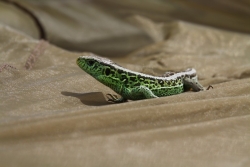 Obserwacja z bliska jaszczurki zwinki Fot. K. Gajda