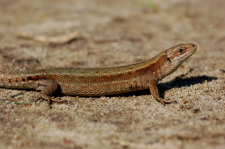 Jaszczurka żyworodna