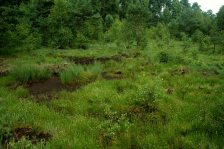 torfowisko_uz_ekol__zurawinowe_bagno
