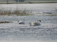 labedzie_na_rozlewiskach_warty