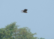 blotniak_nad_rozlewiskami_warty