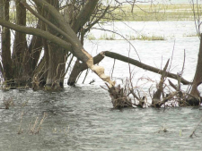 slady_zerowania_bobrow