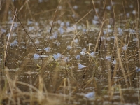 Gody zaby moczarowej