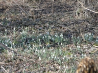 Przedwiośnie w PK"UW"