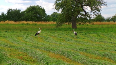 Przemek Sławek 
