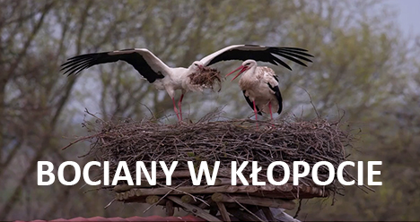 Bociany w Kłopocie