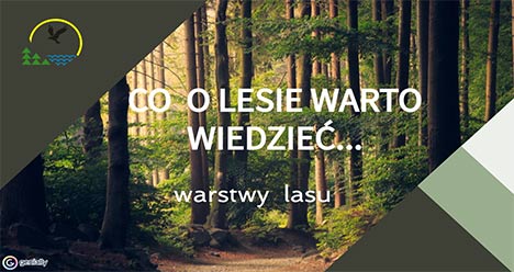Co o lesie warto wiedzieć