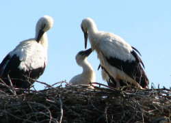 Zdjęcie przedstawia bociana białego