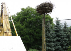 Obrączkowanie_bocianów02
