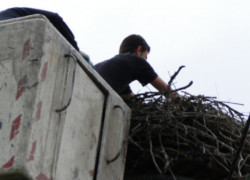 Obrączkowanie_bocianów15