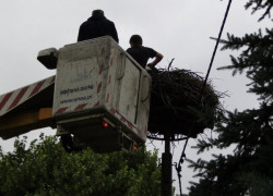 Obrączkowanie_bocianów16
