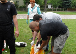Obrączkowanie_bocianów40