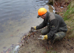 20170407_kontrola_płotka_fot_NBW_19