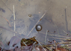 20170407_kontrola_płotka_fot_NBW_20