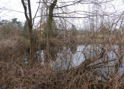 -_Staw_przed_wycinką1