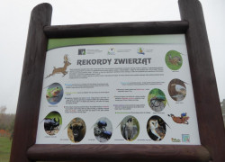 ogród_9