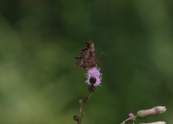 IMGP9730