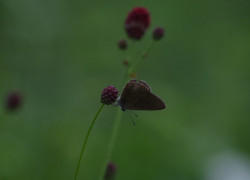 IMGP9741