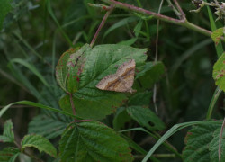 IMGP9744
