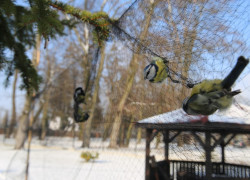 sikorki